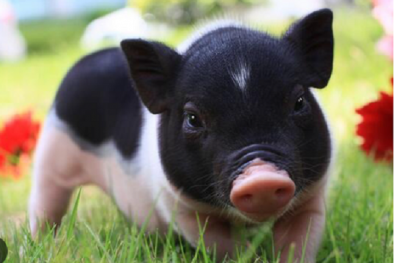 TCVN 13562-1:2022 yêu cầu đối với lợn Móng Cái